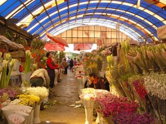 “鲜花小镇”的华丽蜕变