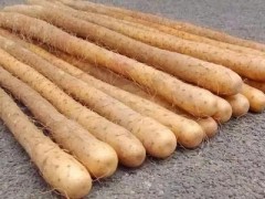 山药死棵原因及防治方法