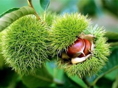 板栗喜出山 农户迎丰收