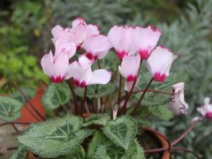 仙客来怎样种养才能开花多