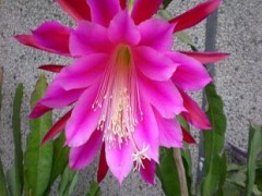 令箭荷花花期养护