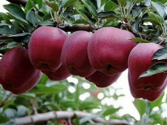礼县有苹果 钱袋鼓起来
