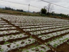 南瓜地膜覆盖种植技术