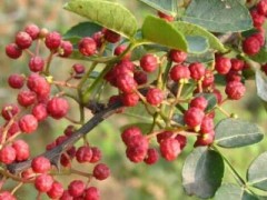 花椒科学培育技巧