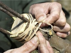 樱桃树芽接时间和方法