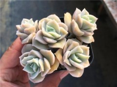 可爱玫瑰多肉怎么养
