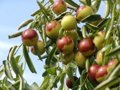 河南驻马店 冬枣种植为农户带来崭新致富路