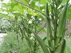 秋葵施肥时间及方法