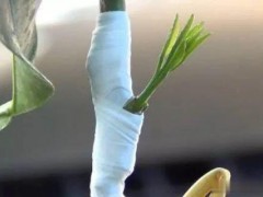 柑桔的嫁接时间和方法