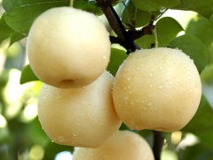 龙马村的黄金梨园构筑“黄金”梦