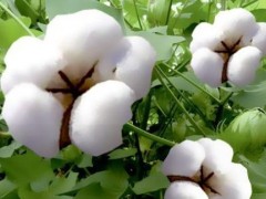 平均亩产546.9公斤！新疆长绒棉再次刷新高产记录