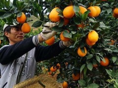 怒江柑橘让老窝村成为“金窝村”