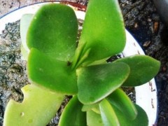 玉树叶片发黄、发白怎么办？