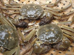 优质水源让大闸蟹产业发展更好