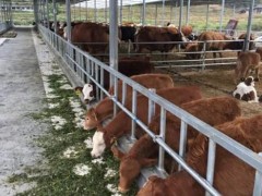 康乐肉牛养殖快速发展，铺就产业崛起金道路