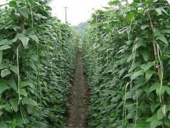 番茄套种豆角种植技术