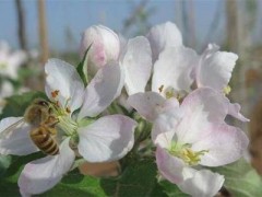 苹果促花管理技术如何做