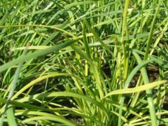 韭菜烂叶原因及防治方法