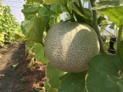 香甜滋味哈密瓜 种植技术手中拿