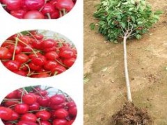 樱桃“炮捻法”应用实现快速繁殖