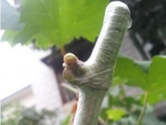教你学会葡萄的嫁接技术