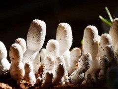 教你低成本实现菌糠栽培鸡腿菇