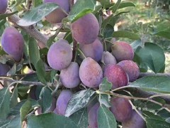 李子的种植技巧全在这里