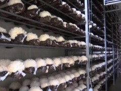 银耳的代料栽培方式介绍 如何制作培养基