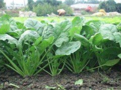 教你科学种植菠菜