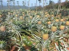 教你种菠萝 技巧全公开
