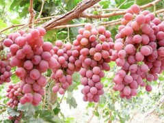 红提葡萄的高产施肥技