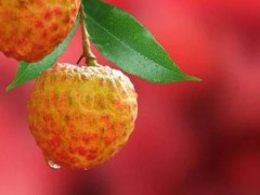 荔枝不老熟的情况如何解决