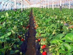 大棚草莓的病害预防要点