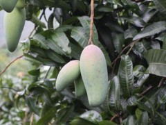 芒果控梢常用的方法介绍