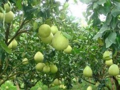 柚子定植后要如何进行施肥工作