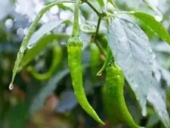 辣椒坐果率低的原因以及解决方式