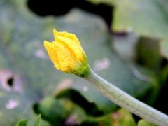 丝瓜烂花的具体情况分析