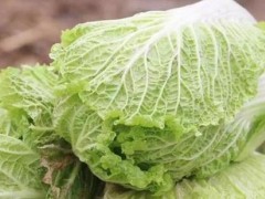 白菜空心的原因及预防措施介绍