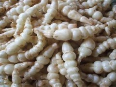 宝塔菜的种植时间和方法记录
