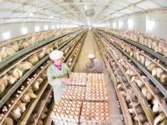 养鸡技术攻略介绍