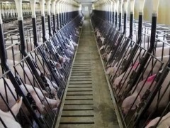 养猪技术含量高吗？需掌握哪些技巧？