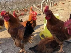 养鸡饮水给药时需注意的四个问题