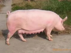 母猪断奶前后的饲养技巧是什么？要减料吗？