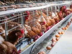 新手养鸡教程及注意事项