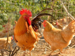 鸡啄毛是为什么？又该如何防治？