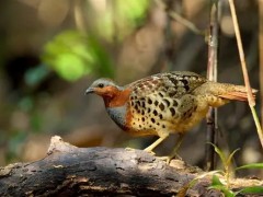 竹鸡养殖技术分享