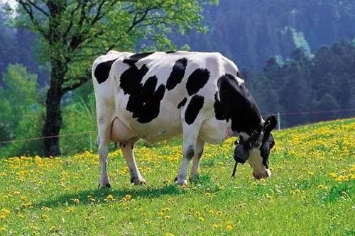 u=1184516610,2211309561&fm=26&fmt=auto&gp=0.webp
