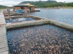 夏季如何更科学预防鱼死亡？