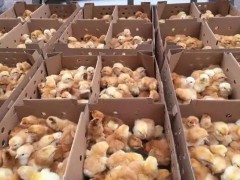 鸡苗怎么养？鸡苗疾病怎样防治？