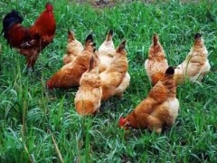 提高土鸡成活率的养殖要点！